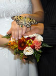 Magic Wings Butterfly